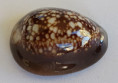 /products/cypraea-caputophidii-1-f-a-schilder-19271/